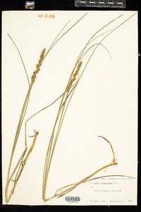 Carex vulpinoidea image