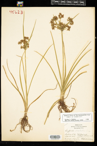 Cyperus dentatus image