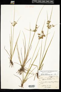 Cyperus dentatus image