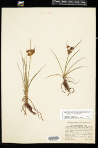 Cyperus dentatus image