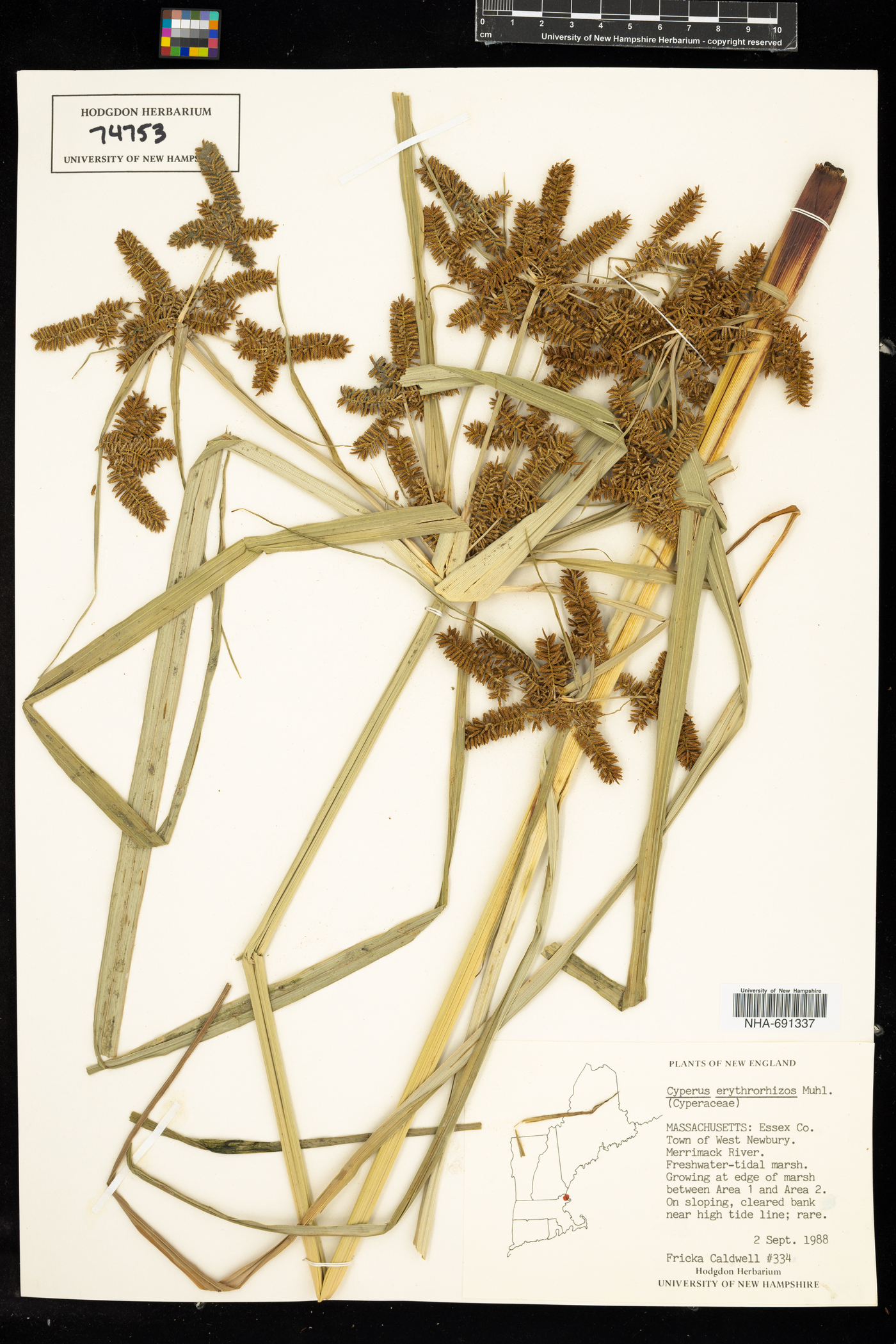 Cyperus erythrorhizos image