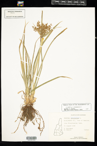 Cyperus esculentus var. leptostachyus image