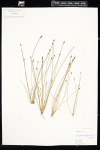 Eleocharis engelmannii image