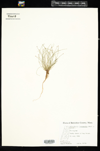 Eleocharis intermedia image