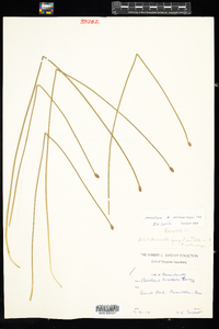 Eleocharis melanocarpa image