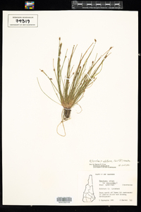 Eleocharis obtusa image