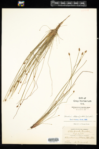 Eleocharis obtusa image