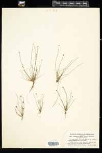 Eleocharis obtusa image