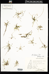 Eleocharis flavescens var. olivacea image