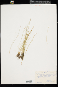 Eleocharis quinqueflora image