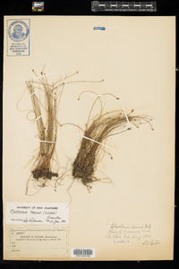 Eleocharis tenuis var. tenuis image