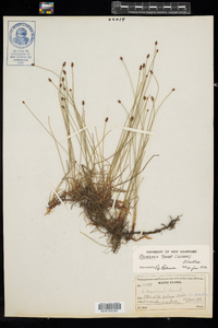 Eleocharis tenuis var. tenuis image