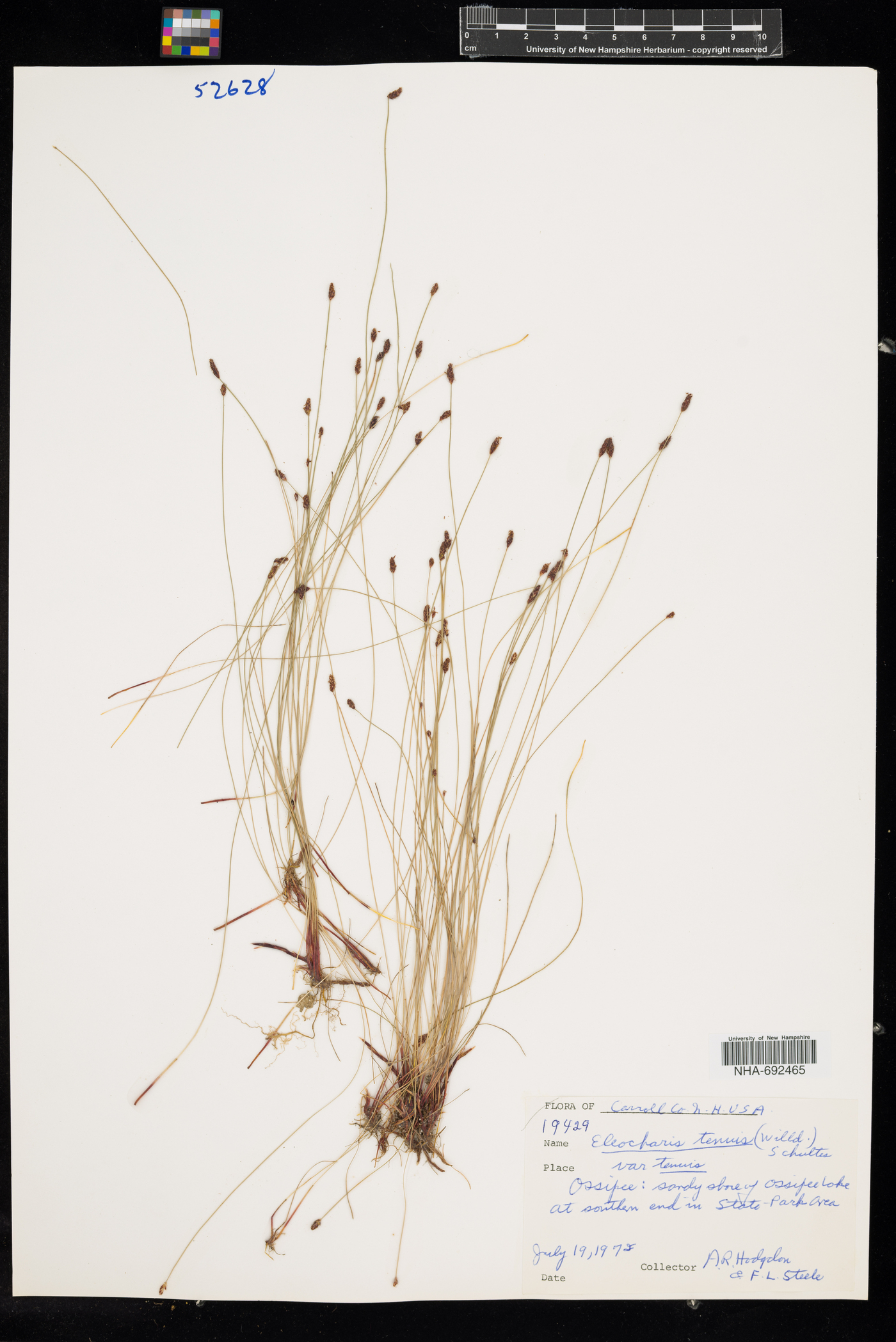 Eleocharis tenuis var. tenuis image