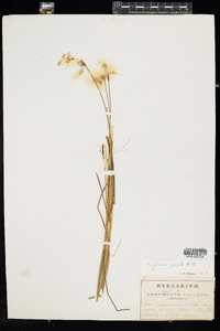 Eriophorum gracile image