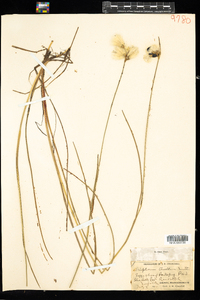 Eriophorum tenellum image