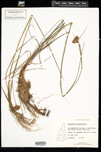 Eriophorum virginicum image