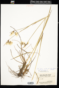 Eriophorum viridicarinatum image