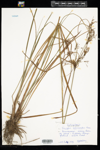 Scirpus atrocinctus image