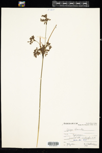 Scirpus atrocinctus image