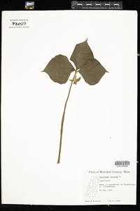 Trillium cernuum image