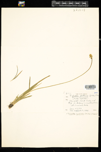 Triantha glutinosa image