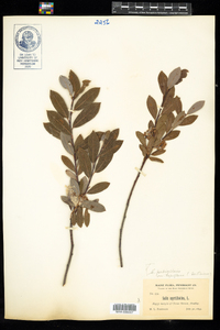 Salix pedicellaris image