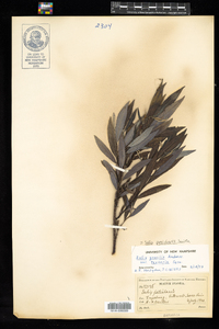 Salix petiolaris image