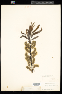 Salix petiolaris image