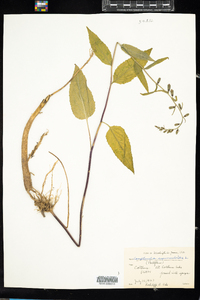 Campanula rapunculoides image