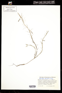 Image of Howellia aquatilis