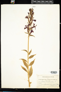 Lobelia cardinalis image