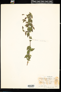 Abelia ×grandiflora image