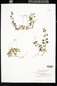 Linnaea borealis var. americana image