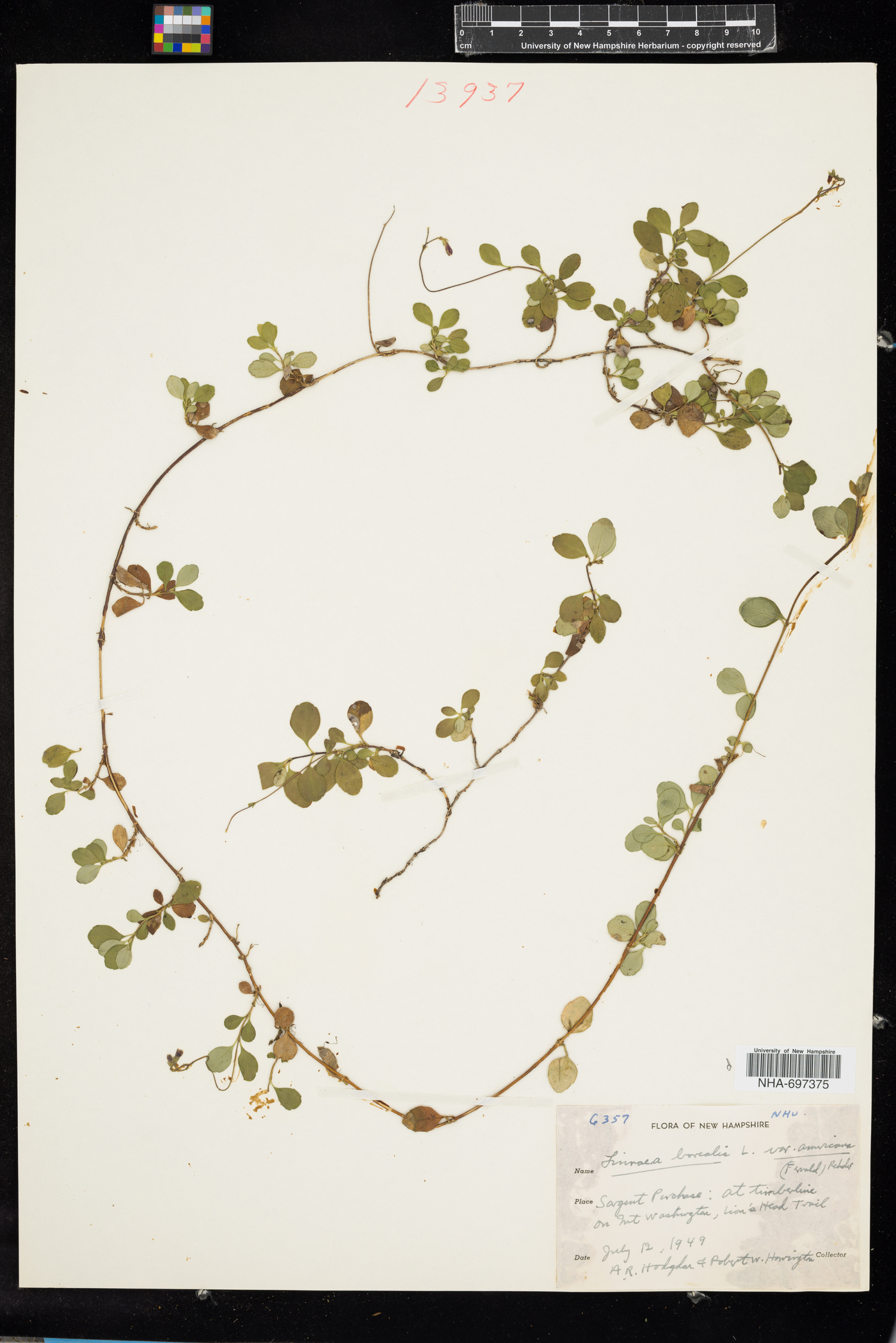Linnaea image