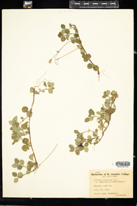 Linnaea borealis var. americana image