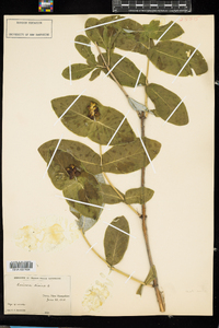 Lonicera dioica image