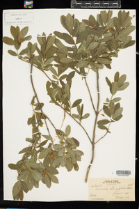 Lonicera oblongifolia image