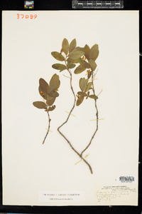 Lonicera oblongifolia image