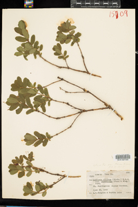Lonicera villosa var. calvescens image