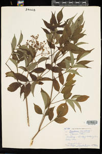 Sambucus nigra ssp. canadensis image