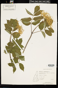 Sambucus nigra ssp. canadensis image