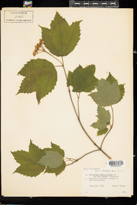 Viburnum acerifolium image