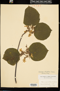 Viburnum lantanoides image