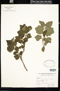 Viburnum edule image