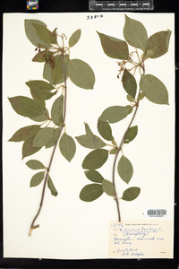 Viburnum lentago image