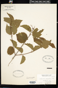 Viburnum recognitum image