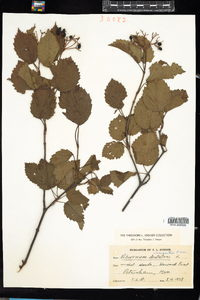 Viburnum recognitum image