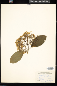 Viburnum sieboldii image