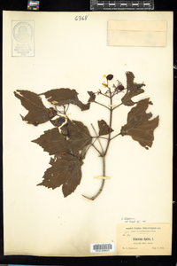 Viburnum opulus var. americanum image