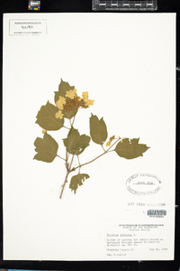 Viburnum opulus var. americanum image